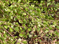 Береза малорослая – Betula pumila L.