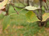 Береза мелколистная – Betula microphylla Bunge.