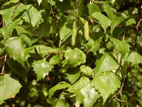 Береза плосколистная – Betula platyphylla Sukachev.