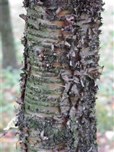 Береза ребристая – Betula costata Trautv. (3)