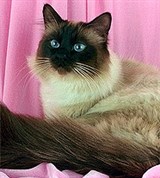 Бирманская кошка (сил-пойнт)