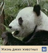 Большая панда (видео)