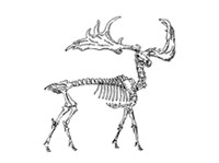 Большерогий олень (скелет)