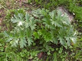 Борщевик пушистый – Heracleum pubescens Bieb. (2)