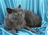 Британская короткошерстная кошка (голубая)