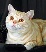 Британская короткошерстная кошка (серебристо-кремовая тигровая))