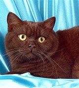 Британская короткошерстная кошка (шоколадная)