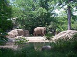 Бронкский зоопарк (слон)