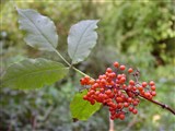 Бузина кистевая, обыкновенная, красная – Sambucus racemosa L. (2)