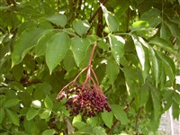 Бузина черная – Sambucus nigra L. (1)