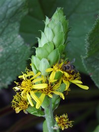 Бузульник Вильсона – Ligularia wilsoniana (Hemsl.) Greenman