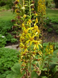 Бузульник сибирский – Ligularia sibirica (L.) Cass.