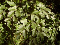 Бук лесной, европейский – Fagus sylvatica L.