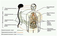 Вегетативная нервная система человека