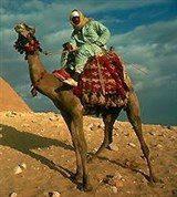 Верблюды (возле пирамид)