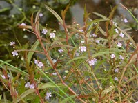 Вероника щитковидная – Veronica scutellata L.