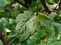 Виноград амурский – Vitis amurensis Rupr. (1)