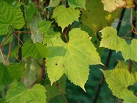 Виноград лисий – Vitis vulpina L.