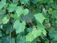 Виноград прибрежный – Vitis riparia Michx.