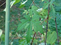 Виноградовник аконитолистный – Ampelopsis aconitifolia Bunge.