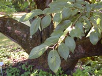 Вишня йедоенская, токийская, йошино – Cerasus yedoensis Matsum.