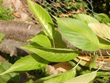 Вишня мелкопильчатая, восточная вишня – Cerasus serrulata Lindl. (3)