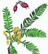Волжский Астрагал (Astragalus wolgensis)