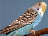 Волнистый попугайчик (голубой)