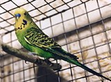 Волнистый попугайчик (зеленый)