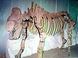 Волосатый носорог (скелет)