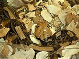 Габонская гадюка (в листве)