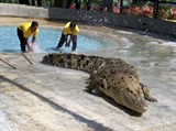 Гавиаловый крокодил (Лангкави)