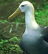 Галапагосский альбатрос (на гнезде)