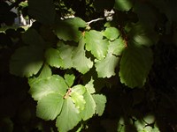 Гамамелис весенний – Hamamelis vernalis Sarg.