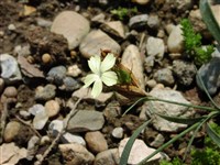 Гвоздика Кнаппа – Dianthus knappii (Pant.) Borb.
