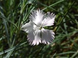Гвоздика перистая, венгерская, ранняя – Dianthus plumarus L. (2)