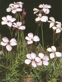 Гвоздика почти бесстебельная – Dianthus subacaulis Vill.