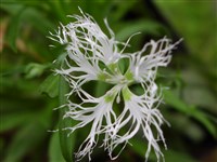 Гвоздика пышная, прекрасная – Dianthus superbus L.