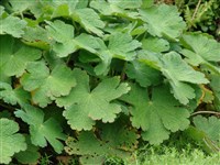 Герань иберийская, грузинская – Geranium ibericum Cav.