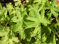 Герань лесная – Geranium sylvaticum L.
