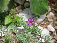 Герань серебристая – Geranium argenteum L.