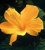 Гибискус (цветок)