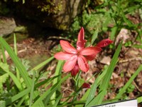 Гладиолус посевной, итальянский, полевой, кавказский, обыкновенный – Gladiolus segetum Ker.-Gawl.