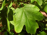 Гортензия дуболистная – Hydrangea quercifolia Bartr. (2)