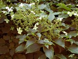 Гортензия черешковая, лазящая – Hydrangea petiolaris Sieb. & Zucc. (2)