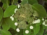 Гортензия шероховатая – Hydrangea aspera D.Don. (2)