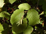 Граб березовый, обыкновенный, европейский – Carpinus betulus L. (2)