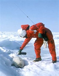 Гринпис (акция по защите тюленей)