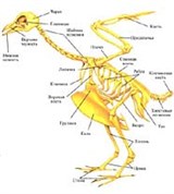 Грудина (скелет птицы)