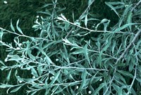 Груша иволистная – Pyrus salicifolia Pall.